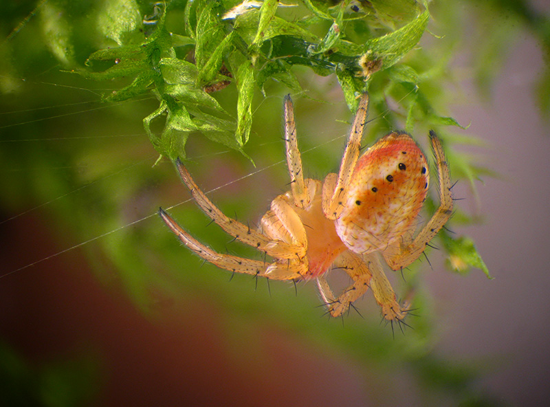 Araniella sp. immaturo?